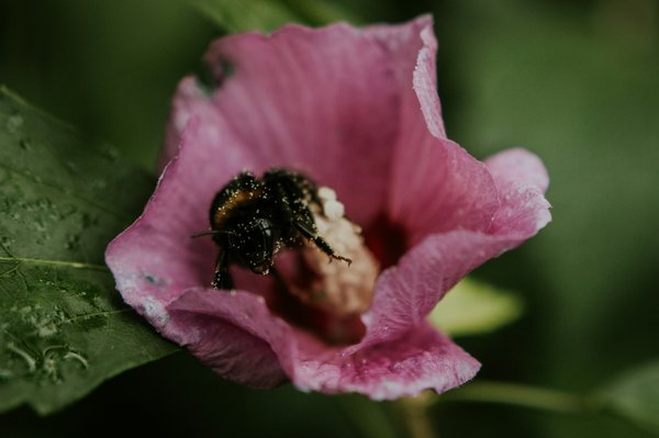 Comment aménager un jardin de plantes mellifères pour attirer les abeilles en milieu urbain ?